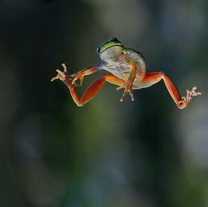 Meet your Posher, Misty